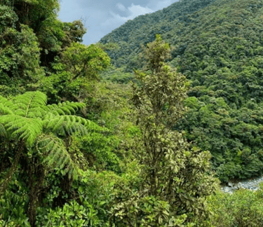 Andean forest