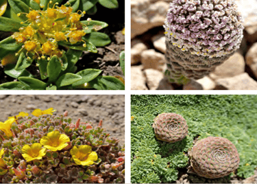 Andean flowers