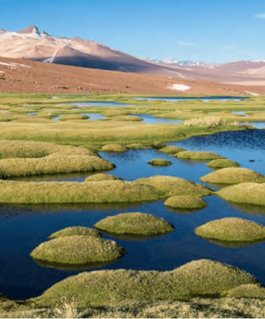 Andean wetland